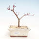 Outdoor bonsai - Klon palmatum DESHOJO - Klon japoński VB2020-223 - 1/3
