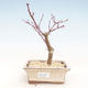 Outdoor bonsai - Klon palmatum DESHOJO - Klon japoński VB2020-224 - 1/3