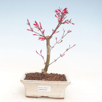 Outdoor bonsai - Klon palmatum DESHOJO - Klon japoński VB2020-225 - 1