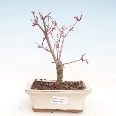 Outdoor bonsai - Klon palmatum DESHOJO - Klon japoński VB2020-226 - 1