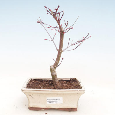 Outdoor bonsai - Klon palmatum DESHOJO - Klon japoński VB2020-227 - 1