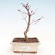 Outdoor bonsai - Klon palmatum DESHOJO - Klon japoński VB2020-227 - 1/3