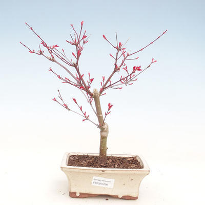 Outdoor bonsai - Klon palmatum DESHOJO - Klon japoński VB2020-228 - 1