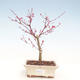 Outdoor bonsai - Klon palmatum DESHOJO - Klon japoński VB2020-228 - 1/3