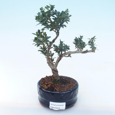 Kryty bonsai - Ilex crenata - Holly PB220229