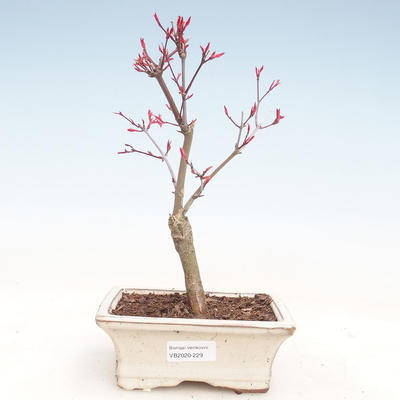 Outdoor bonsai - Klon palmatum DESHOJO - Klon japoński VB2020-229 - 1