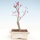 Outdoor bonsai - Klon palmatum DESHOJO - Klon japoński VB2020-229 - 1/3