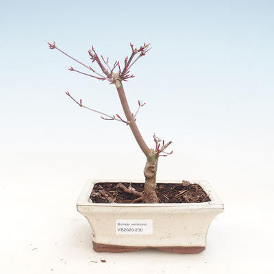 Outdoor bonsai - Klon palmatum DESHOJO - Klon japoński VB2020-230 - 1