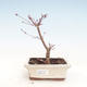 Outdoor bonsai - Klon palmatum DESHOJO - Klon japoński VB2020-230 - 1/3