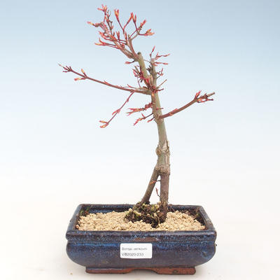 Outdoor bonsai - Acer palmatum Beni Tsucasa - Klon japoński VB2020-233 - 1