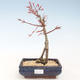 Outdoor bonsai - Acer palmatum Beni Tsucasa - Klon japoński VB2020-233 - 1/4