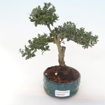 Kryty bonsai - Ilex crenata - Holly PB220234