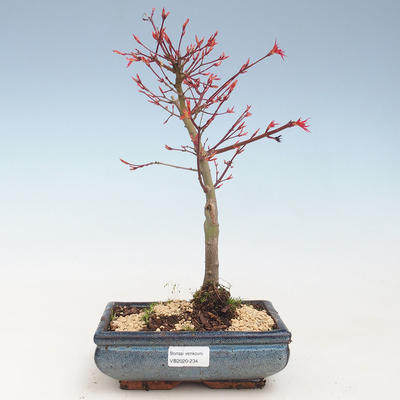 Outdoor bonsai - Acer palmatum Beni Tsucasa - Klon japoński VB2020-234 - 1