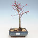 Outdoor bonsai - Acer palmatum Beni Tsucasa - Klon japoński VB2020-234 - 1/4