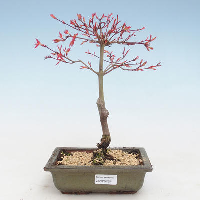 Outdoor bonsai - Acer palmatum Beni Tsucasa - Klon japoński VB2020-235 - 1