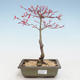 Outdoor bonsai - Acer palmatum Beni Tsucasa - Klon japoński VB2020-235 - 1/4