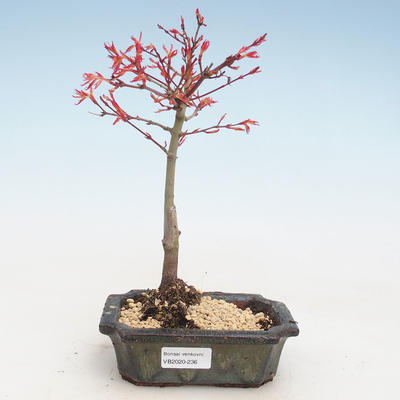 Outdoor bonsai - Acer palmatum Beni Tsucasa - Klon japoński VB2020-236 - 1