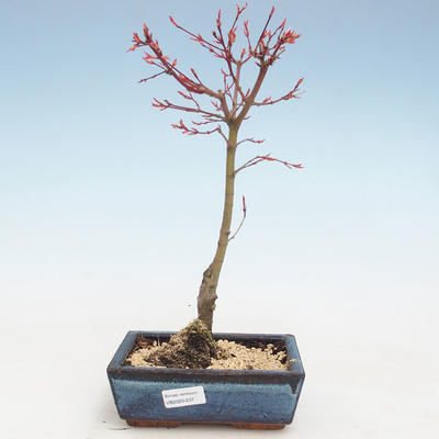 Outdoor bonsai - Acer palmatum Beni Tsucasa - Klon japoński VB2020-237 - 1