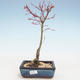 Outdoor bonsai - Acer palmatum Beni Tsucasa - Klon japoński VB2020-237 - 1/4