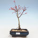 Outdoor bonsai - Acer palmatum Beni Tsucasa - Klon japoński VB2020-239 - 1/4