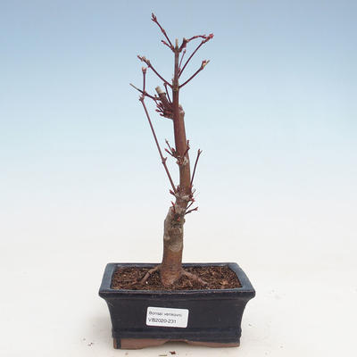 Outdoor bonsai - Klon palmatum Atropurpureum - Klon japoński VB2020-231 - 1
