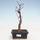 Outdoor bonsai - Klon palmatum Atropurpureum - Klon japoński VB2020-231 - 1/3