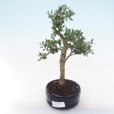 Kryty bonsai - Ilex crenata - Holly PB220240