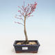 Outdoor bonsai - Acer palmatum Beni Tsucasa - Klon japoński VB2020-240 - 1/4