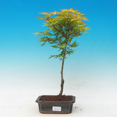 Acer palmatum Aureum - Klon dlanitolistý złota - 1