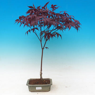 Outdoor bonsai - Acer palm. Atropurpureum-Klon dlanitolistý - 1