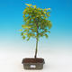 Acer palmatum Aureum - Klon dlanitolistý złota - 1/2