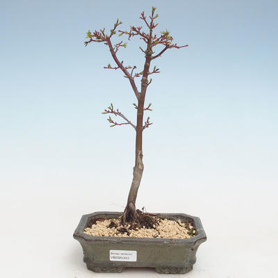 Outdoor bonsai - Acer palmatum SHISHIGASHIRA- Mały klon VB2020-243 - 1