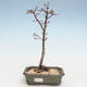 Outdoor bonsai - Acer palmatum SHISHIGASHIRA- Mały klon VB2020-243 - 1/3