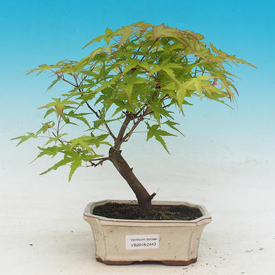 Outdoor bonsai - Acer pal. Sango Kaku - Klon dlanitolistý - 1