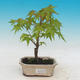 Outdoor bonsai - Acer pal. Sango Kaku - Klon dlanitolistý - 1/2