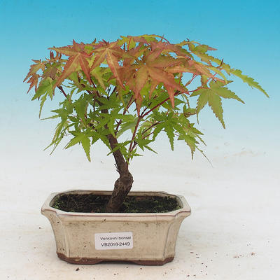 Outdoor bonsai - Acer pal. Sango Kaku - Klon dlanitolistý - 1