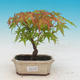 Outdoor bonsai - Acer pal. Sango Kaku - Klon dlanitolistý - 1/2