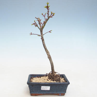 Outdoor bonsai - Acer palmatum SHISHIGASHIRA- Mały klon VB2020-245 - 1