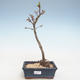 Outdoor bonsai - Acer palmatum SHISHIGASHIRA- Mały klon VB2020-245 - 1/3