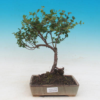Outdoor bonsai - brzoza karłowata - Betula NANA