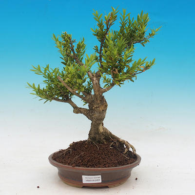 Outdoor bonsai - Buxus - 1