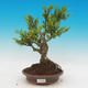Outdoor bonsai - Buxus - 1/2