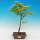Acer palmatum Aureum - Klon dlanitolistý złota - 1/2