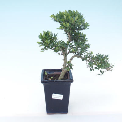 Kryty bonsai - Ilex crenata - Holly PB220246