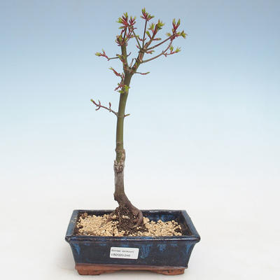 Outdoor bonsai - Acer palmatum SHISHIGASHIRA- Mały klon VB2020-246 - 1