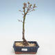 Outdoor bonsai - Acer palmatum SHISHIGASHIRA- Mały klon VB2020-246 - 1/3