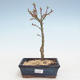 Outdoor bonsai - Acer palmatum SHISHIGASHIRA- Mały klon VB2020-248 - 1/3