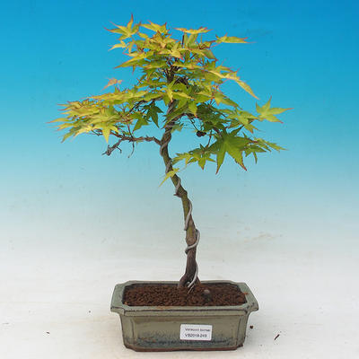 Acer palmatum Aureum - Klon dlanitolistý złota - 1
