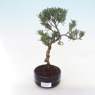 Kryty bonsai - Podocarpus - Cis kamienny PB220249
