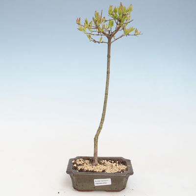 Outdoor bonsai - Acer ginala - Klon ognia VB2020-252